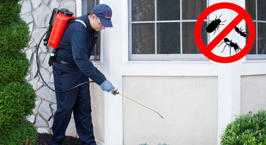 Sinanpaşa Uçan Haşere İlaçlama böcek ilaçlama ve haşere kontrolü — ilaclama-tr.com